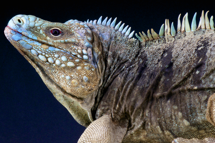 Blue rock iguana / Cyclura lewisi